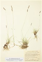 藏品(格蘭馬草)的圖片